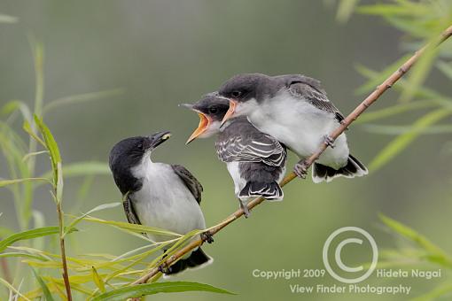 Eastern Kingbird-kingbird-2a.jpg