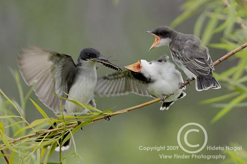 Eastern Kingbird-kingbird-2b.jpg