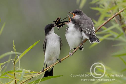 Eastern Kingbird-kingbird-2c.jpg