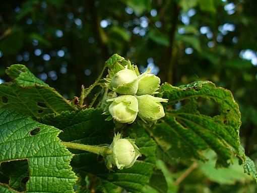 Nuts !-p1100963.jpg