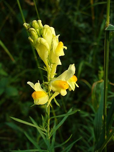 Toadflax-p1100991.jpg