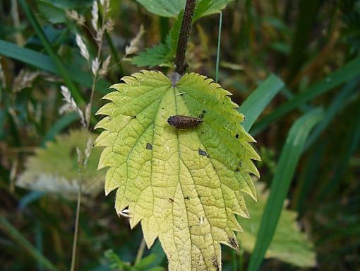 Leaf hopper-p1100996.jpg