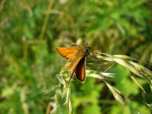 Small Skipper-p1100934.jpg