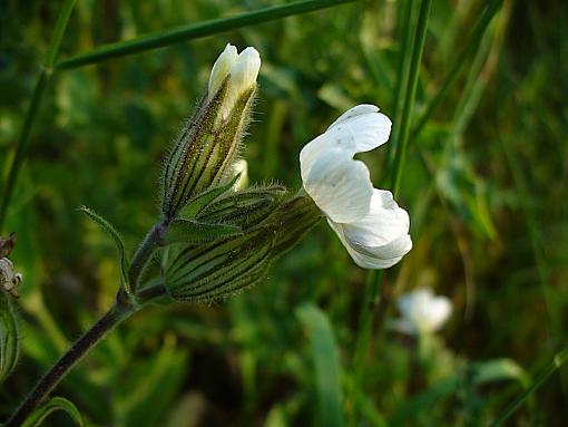 Plant ID-p1100937.jpg