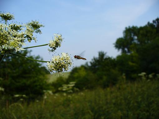 Hoverfly-p1100940.jpg