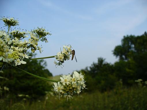 Hoverfly-p1100947.jpg