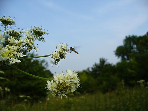 Hoverfly-p1100949.jpg