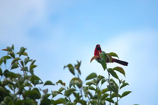 Cardinal-20090702-img_2008.jpg