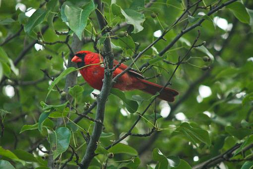 Cardinal-20090702-img_1992.jpg