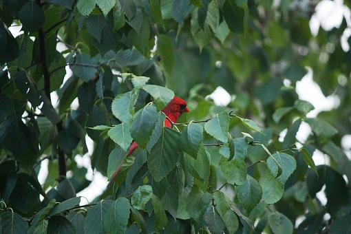 Cardinal-20090702-img_1978.jpg