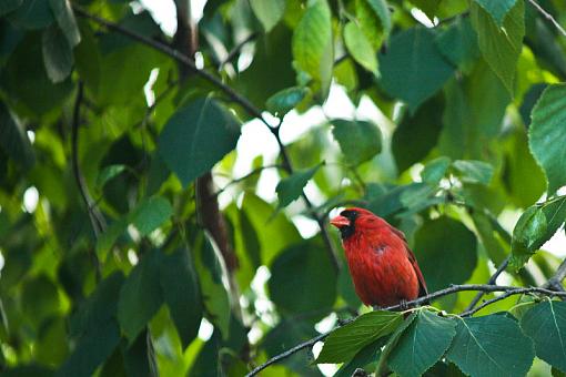 Cardinal-20090702-img_1974.jpg