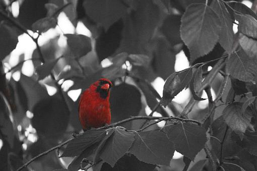 Cardinal-20090702-img_1966.jpg