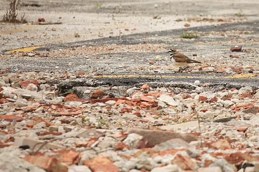 I found my Kildeer again!-20090704-img_2148.jpg