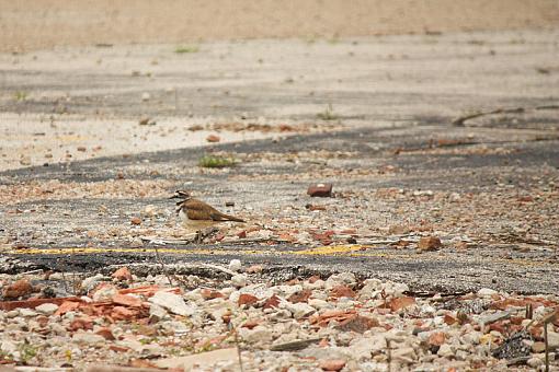 I found my Kildeer again!-20090704-img_2149.jpg