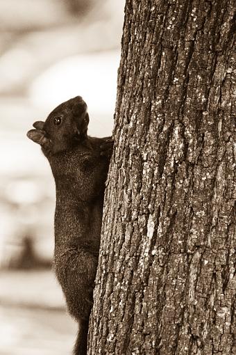 Black Squirrel-20090704-img_2167.jpg