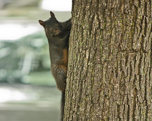 Black Squirrel-20090704-img_2173.jpg