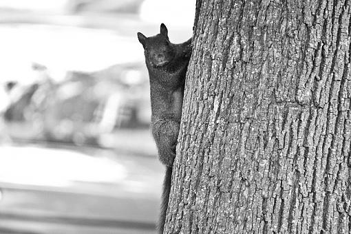 Black Squirrel-20090704-img_2176.jpg