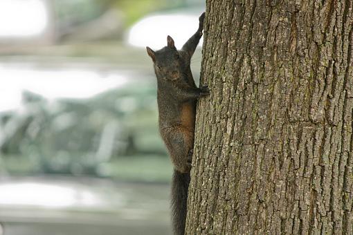 Black Squirrel-20090704-img_2183.jpg