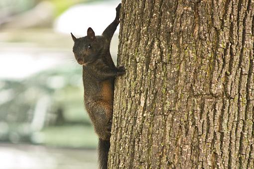 Black Squirrel-20090704-img_2186.jpg