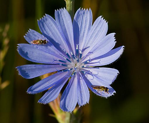 HAPPY 4th of JULY EVERYONE!-flower-bugs.jpg