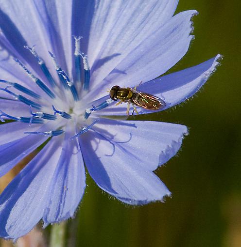 HAPPY 4th of JULY EVERYONE!-flower-bug.jpg