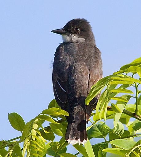 Eastern Kingbirds (the un-shy kind)-ek_1.jpg