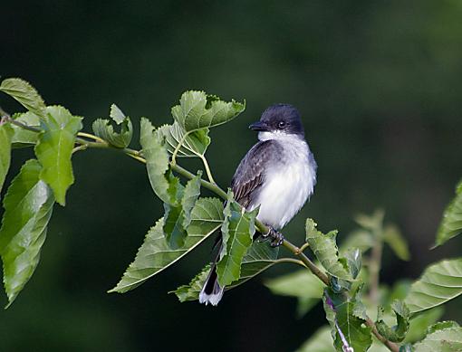 Eastern Kingbirds (the un-shy kind)-ek_2.jpg