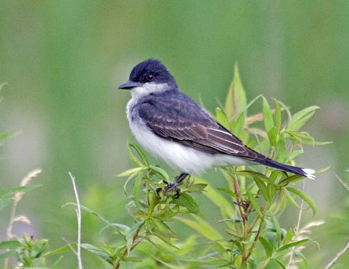 Eastern Kingbirds (the un-shy kind)-ek_3.jpg