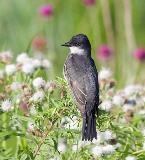 Eastern Kingbirds (the un-shy kind)-ek_4.jpg