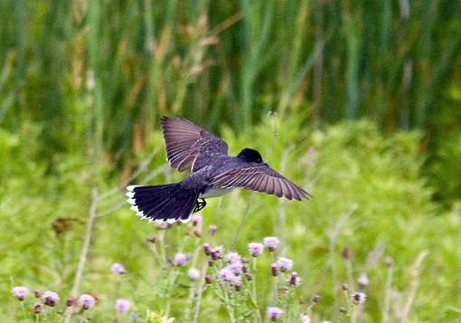 Eastern Kingbirds (the un-shy kind)-ek_5.jpg