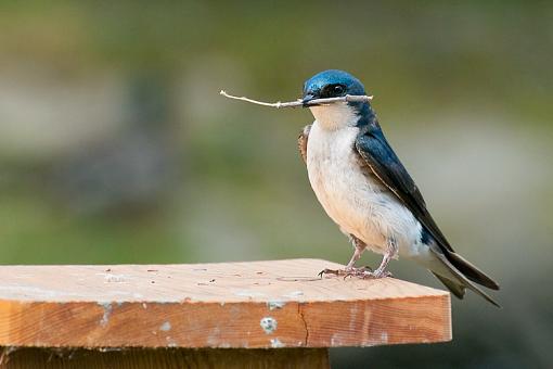 Some common birds-standing-nest-material.jpg