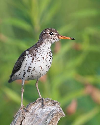 Some common birds-spotted-sandpiper-3.jpg