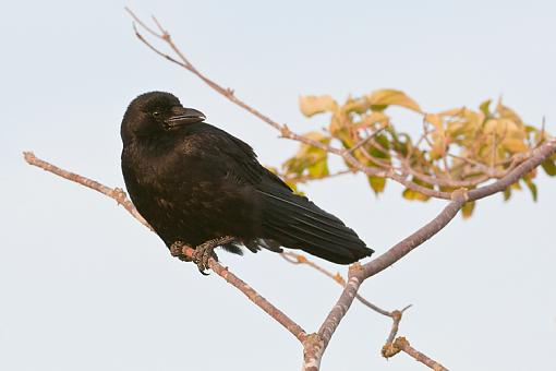 Some common birds-crow-2-.jpg