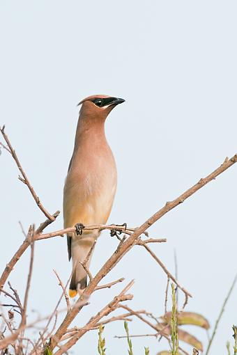 Some common birds-long-necked-cedar-waxwing.jpg