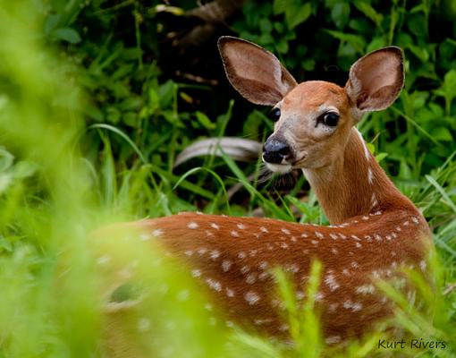 Fawn-fawn.jpg