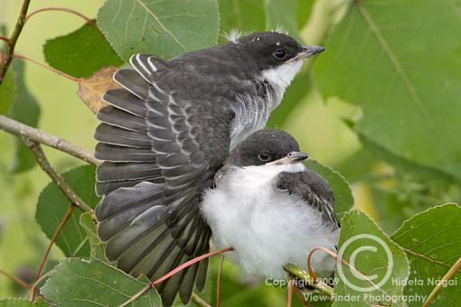 Eastern Kingbird-kingbird-3a.jpg