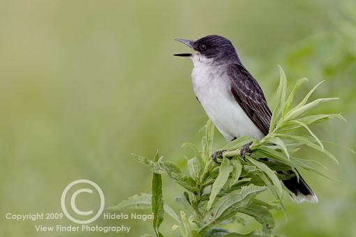 Eastern Kingbird-kingbird-3b.jpg