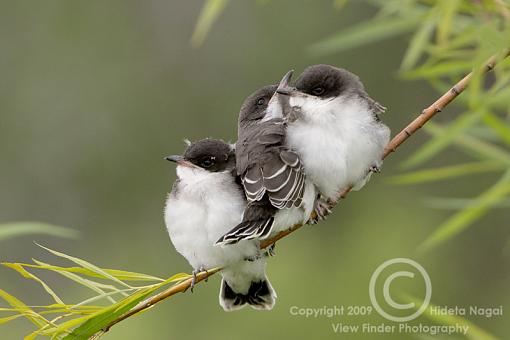 Eastern Kingbird-kingbird-3d.jpg