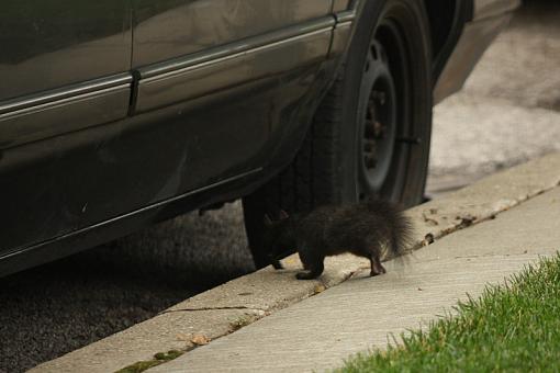 Black Squirrel-20090704-img_2187.jpg