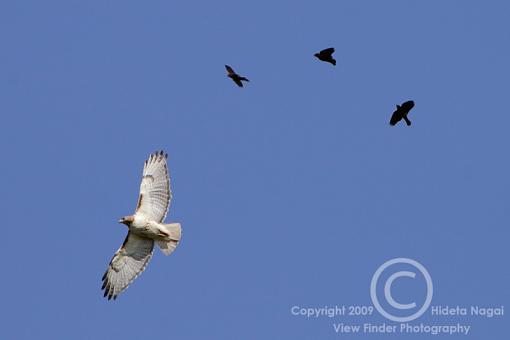 Ever see someone get attacked by a swarm of bees?-driven-4b.jpg