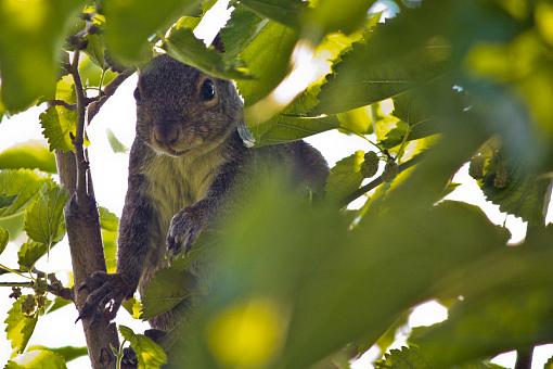 Squirrels and Mulberries-20090706-img_2222.jpg