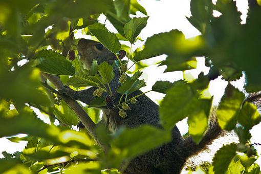 Squirrels and Mulberries-20090706-img_2230.jpg