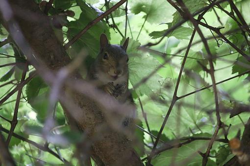 Squirrels and Mulberries-20090706-img_2252_filtered.jpg