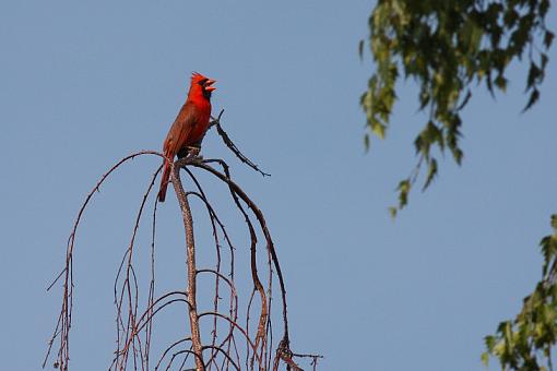 Cardinal in Birch tree-20090709-img_2406.jpg