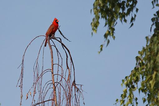 Cardinal in Birch tree-20090709-img_2408.jpg