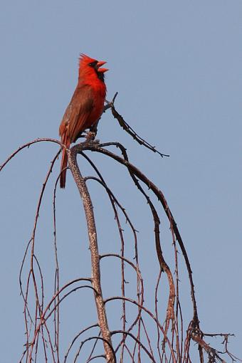 Cardinal in Birch tree-20090709-img_2417.jpg