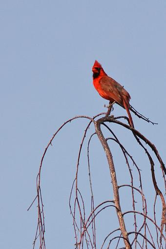 Cardinal in Birch tree-20090709-img_2429.jpg