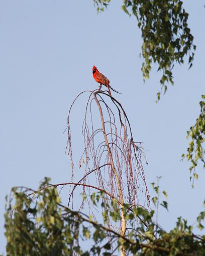 Cardinal in Birch tree-20090709-img_2430.jpg