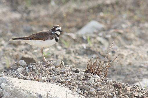 Kildeer-20090709-img_2439.jpg