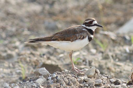 Kildeer-20090709-img_2441.jpg